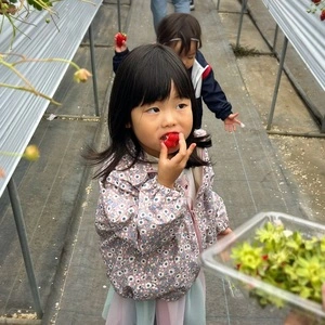 ストロベリーファーム雫