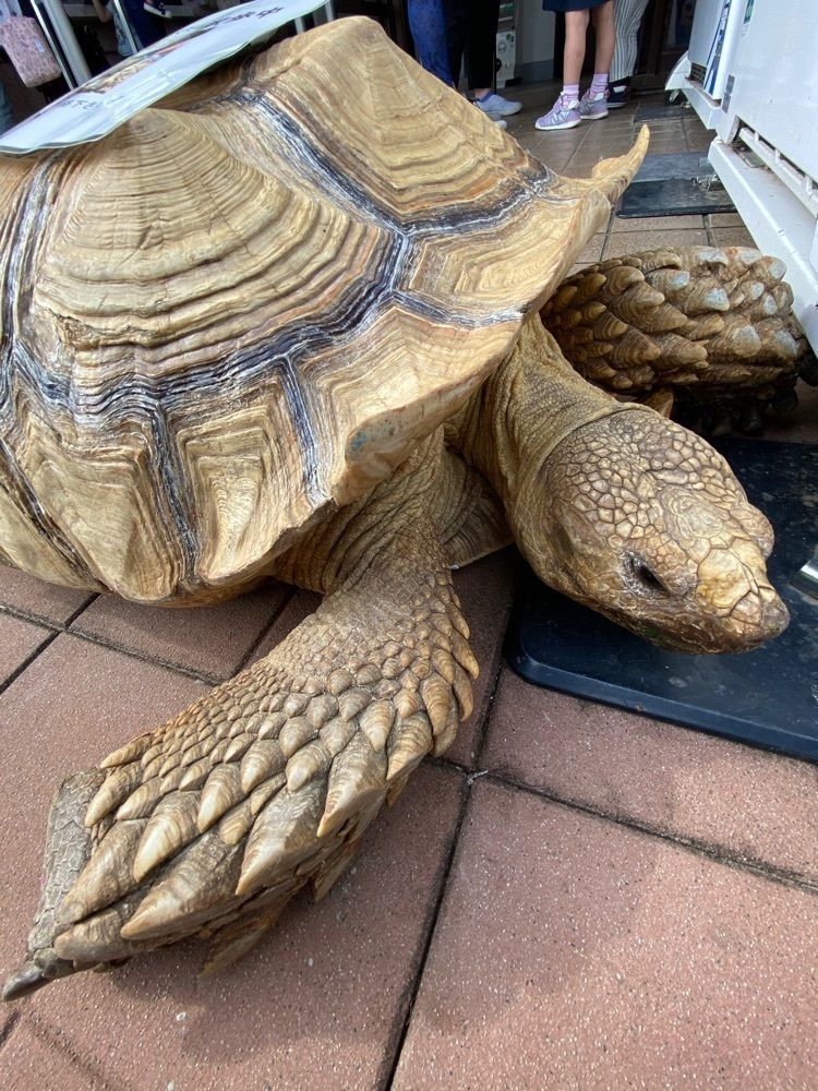 Satoshi.Nさんが投稿したかすみがうら市水族館に関する口コミの画像