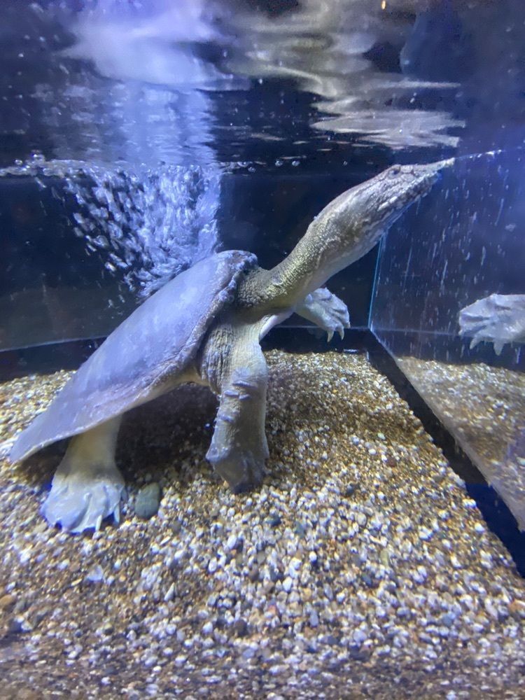 Satoshi.Nさんが投稿したかすみがうら市水族館に関する口コミの画像