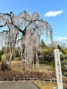土橋のおかめザクラ