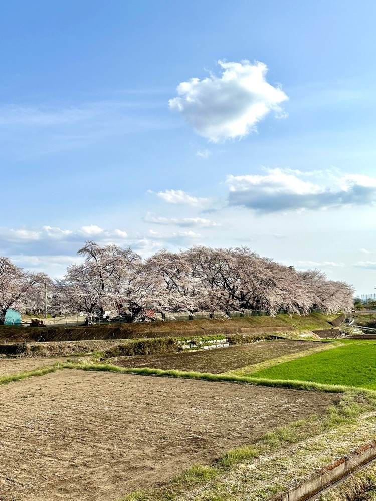 からっ風②さんが投稿した土橋のおかめザクラに関する口コミの画像