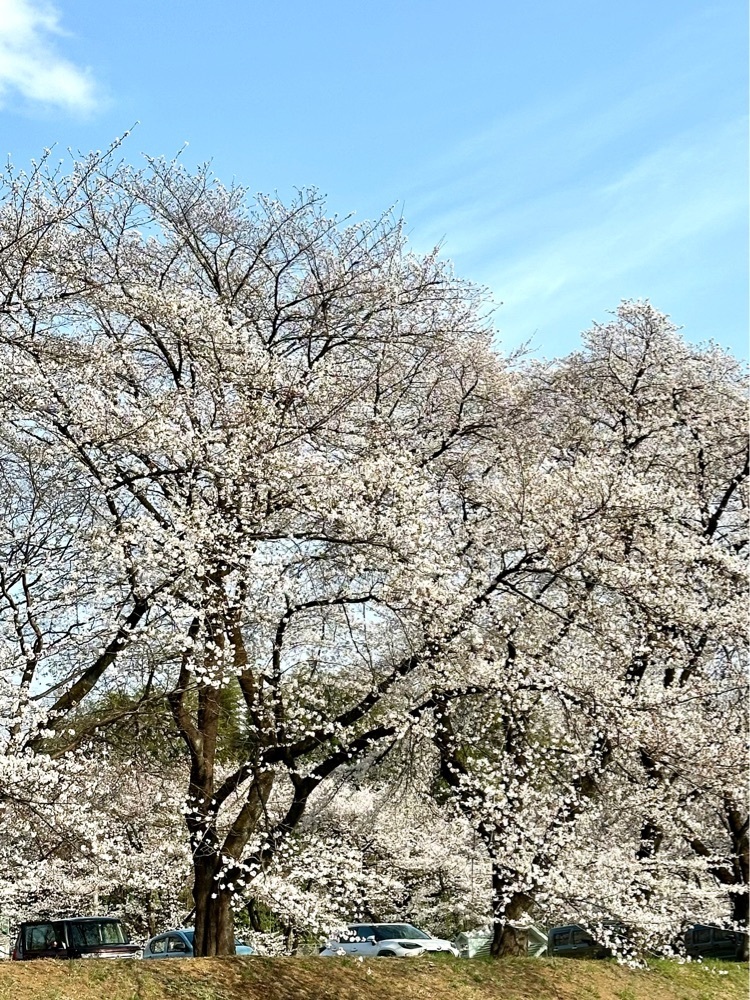 からっ風②さんが投稿した土橋のおかめザクラに関する口コミの画像