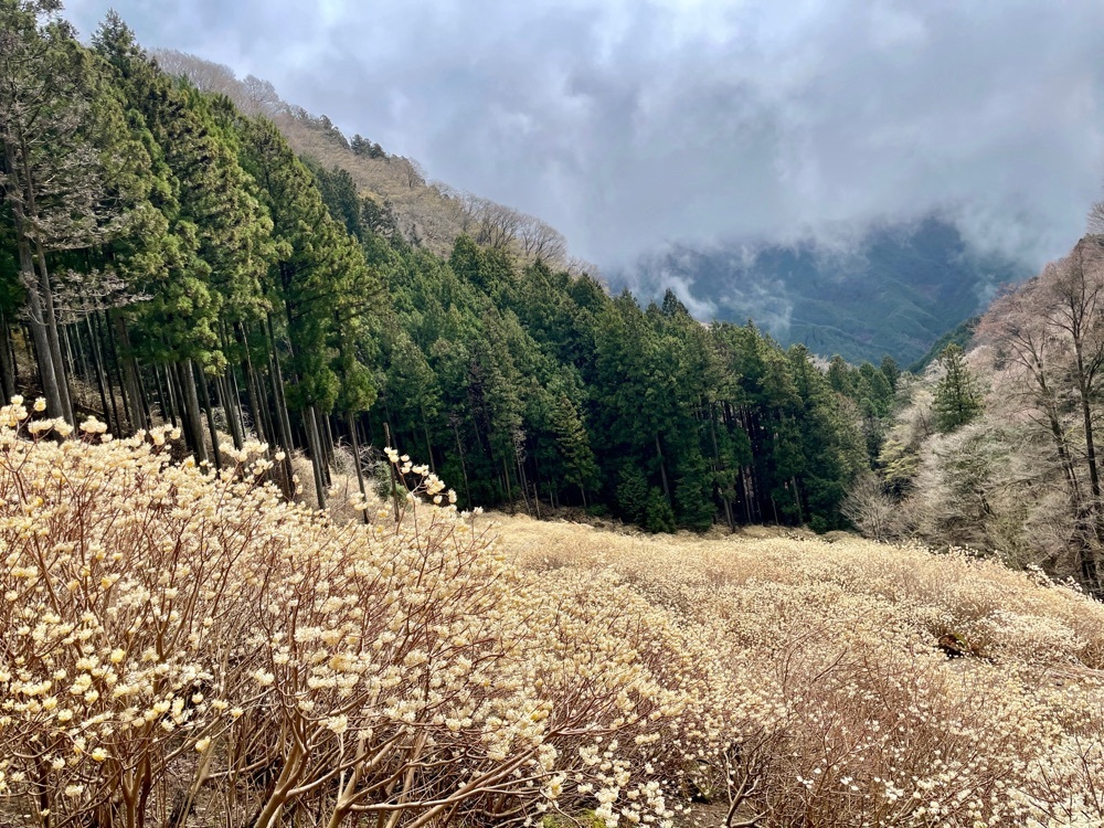 maaasanさんが投稿した根本山に関する口コミの画像