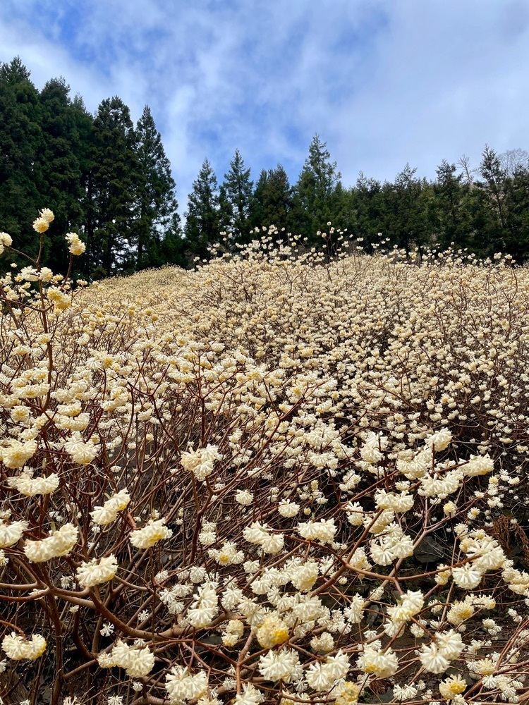 maaasanさんが投稿した根本山に関する口コミの画像