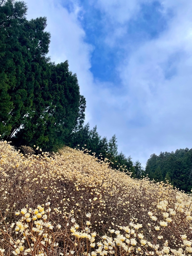 maaasanさんが投稿した根本山に関する口コミの画像