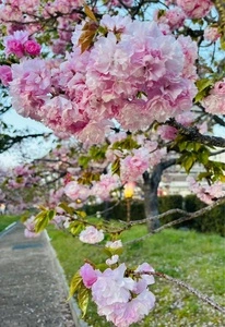 造幣局の「花のまわりみち」