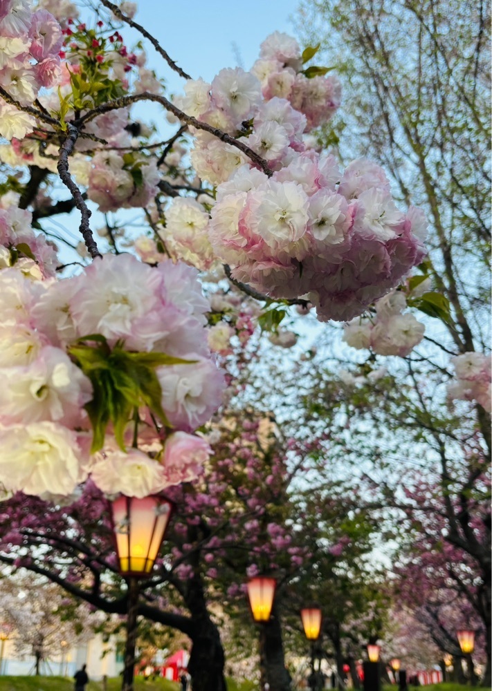 みーなさんが投稿した造幣局の「花のまわりみち」に関する口コミの画像