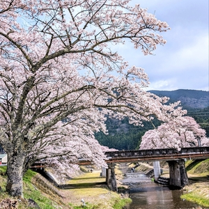 鮎河千本桜