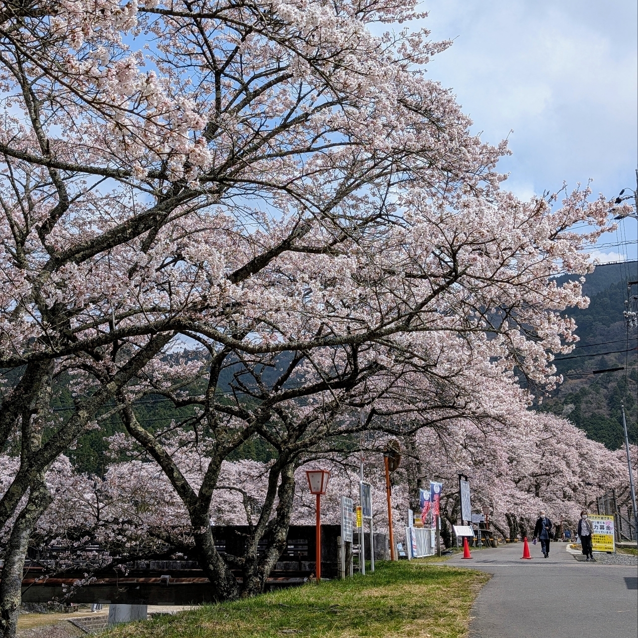 ぬっくさんが投稿した鮎河千本桜に関する口コミの画像