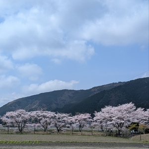鮎河千本桜
