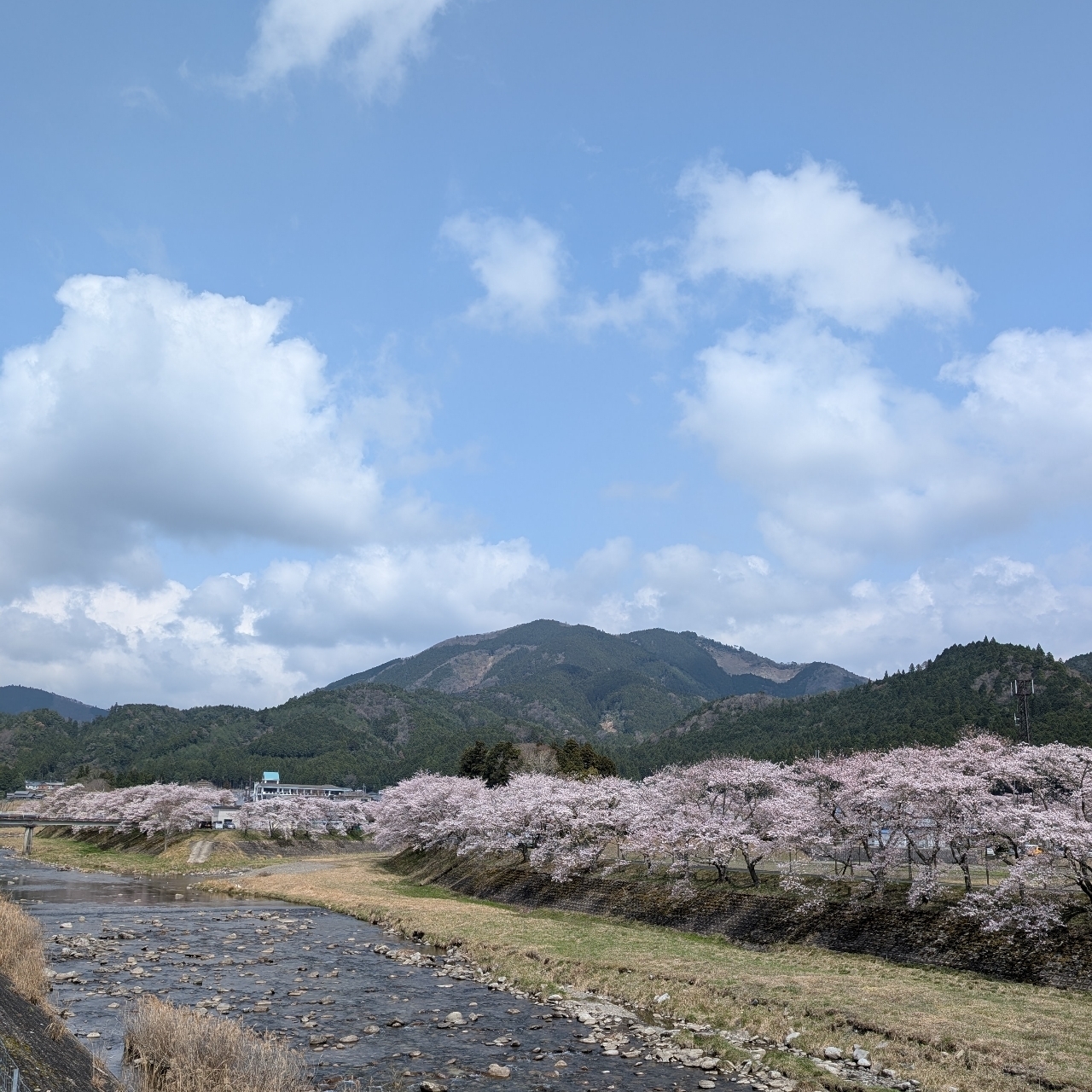 ぬっくさんが投稿した鮎河千本桜に関する口コミの画像