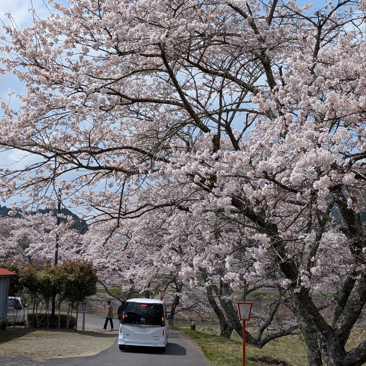 ぬっくさんが投稿した鮎河千本桜に関する口コミの画像