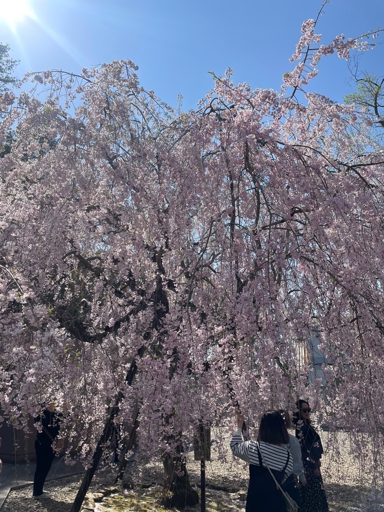 powerful_gift_4f3aさんが投稿した成田山公園の桜に関する口コミの画像