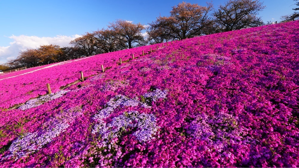 jamesさんが投稿した東京メトロ南北線赤羽岩淵駅に関する口コミの画像