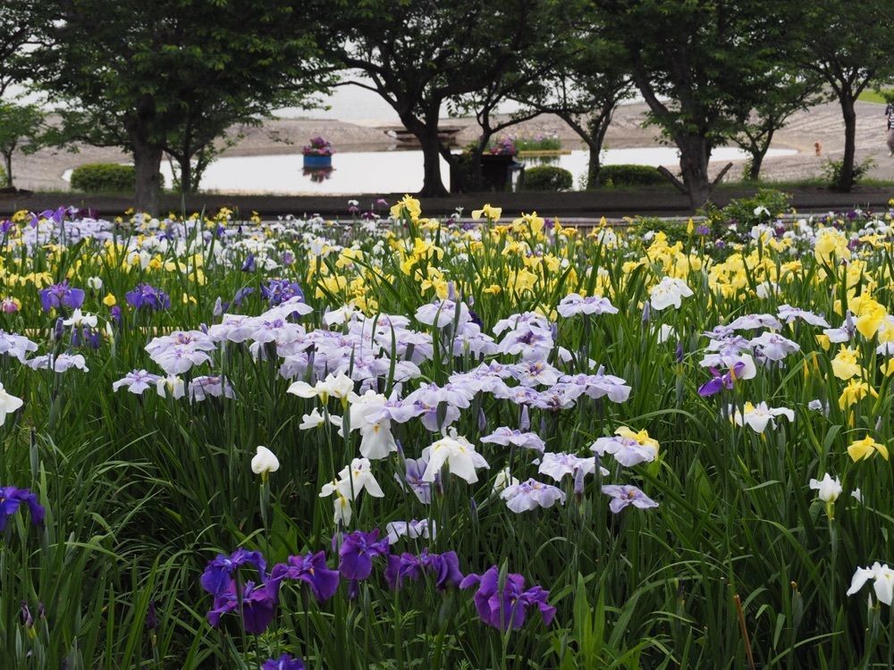 なおなおさんが投稿した田原市博物館に関する口コミの画像