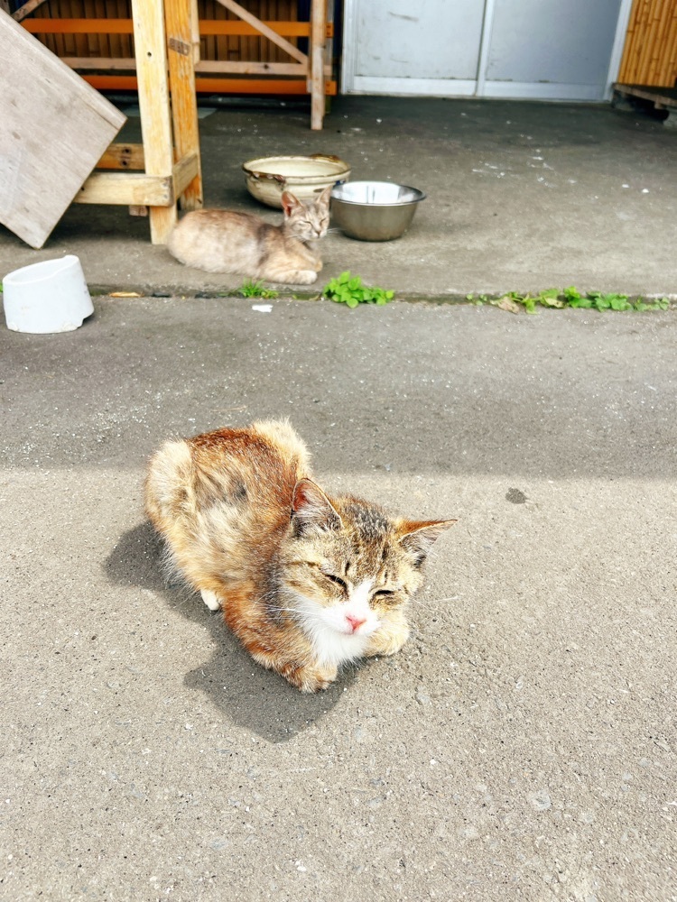 猫なぎ。さんが投稿した田代島に関する口コミの画像