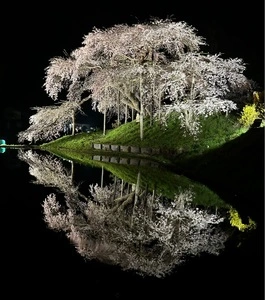 中島の地蔵桜