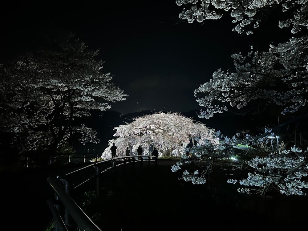 choco mintさんが投稿した中島の地蔵桜に関する口コミの画像