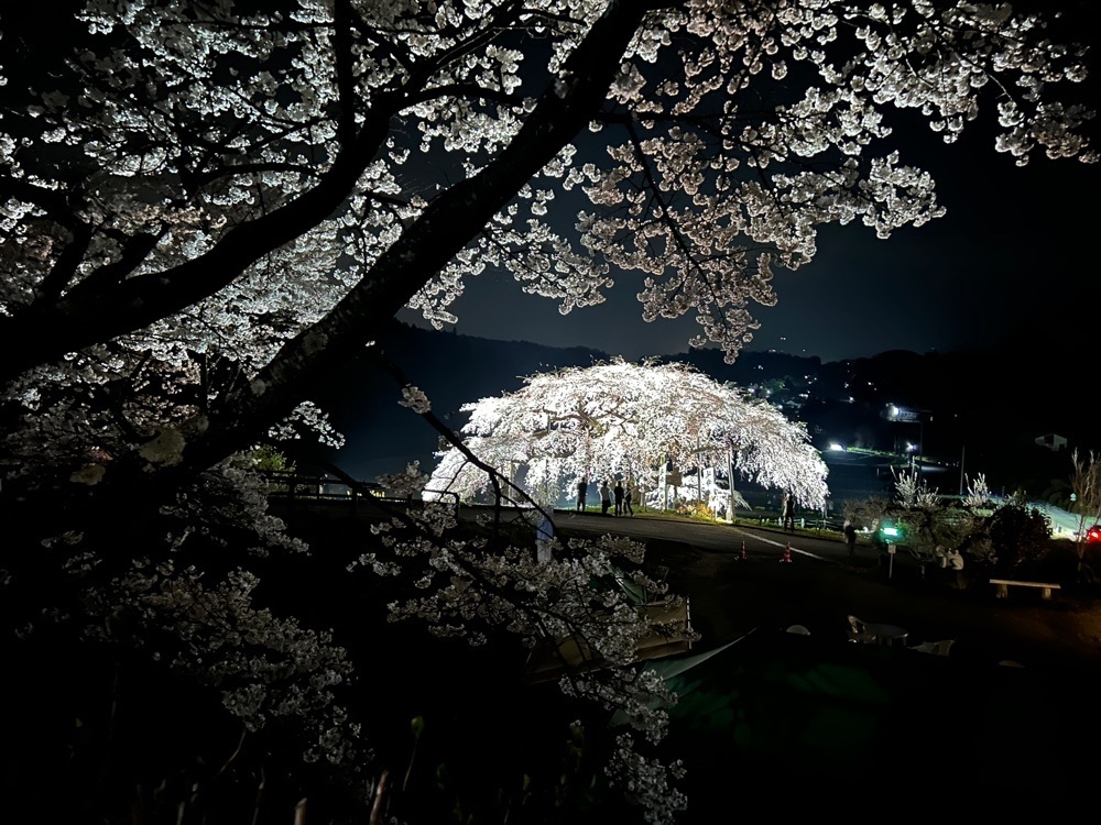choco mintさんが投稿した中島の地蔵桜に関する口コミの画像