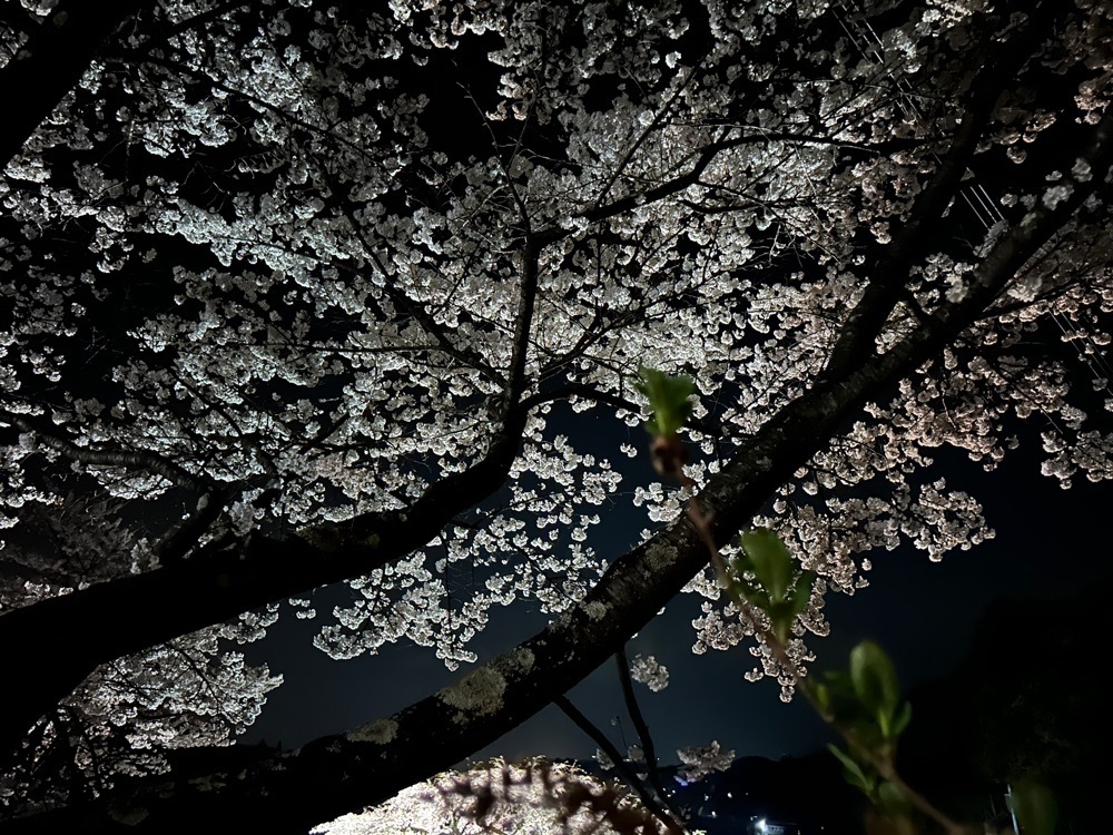 choco mintさんが投稿した中島の地蔵桜に関する口コミの画像