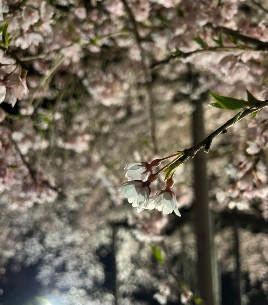 choco mintさんが投稿した中島の地蔵桜に関する口コミの画像