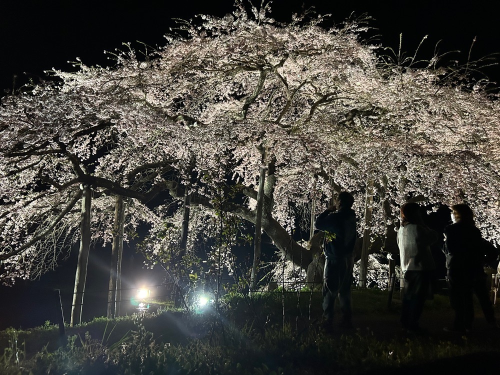 choco mintさんが投稿した中島の地蔵桜に関する口コミの画像