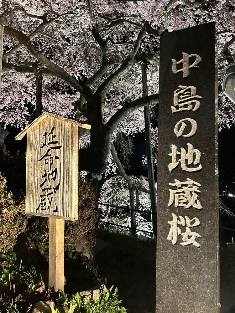 choco mintさんが投稿した中島の地蔵桜に関する口コミの画像