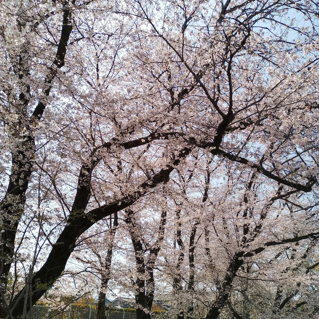 のんびりんこさんが投稿した富士浅間神社に関する口コミの画像