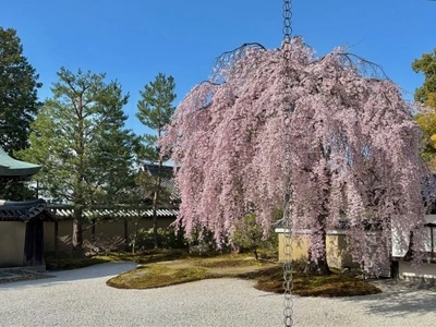 高台寺の桜