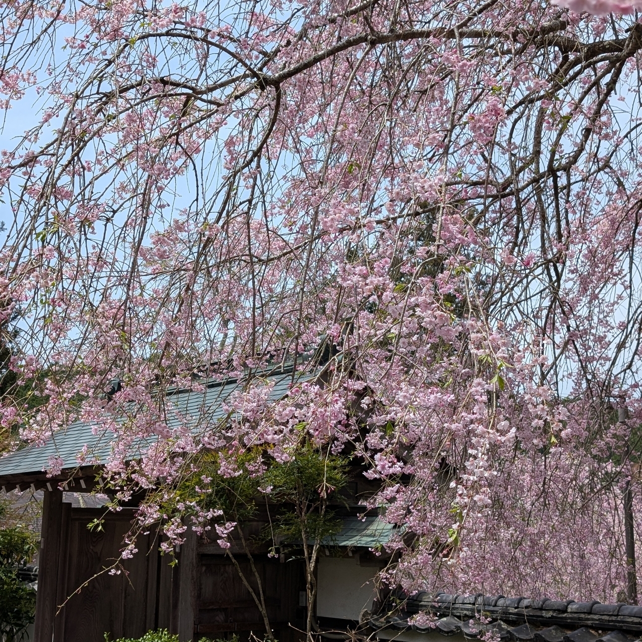 ぬっくさんが投稿した春日台カントリークラブに関する口コミの画像