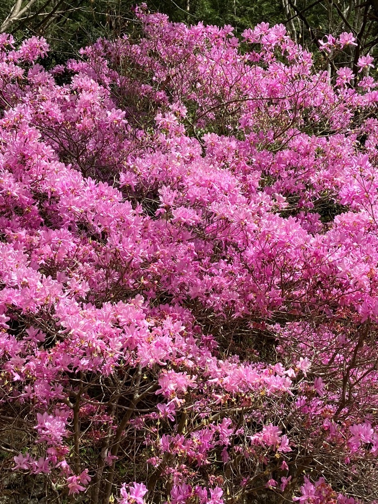 Nさんが投稿した夫婦木神社に関する口コミの画像