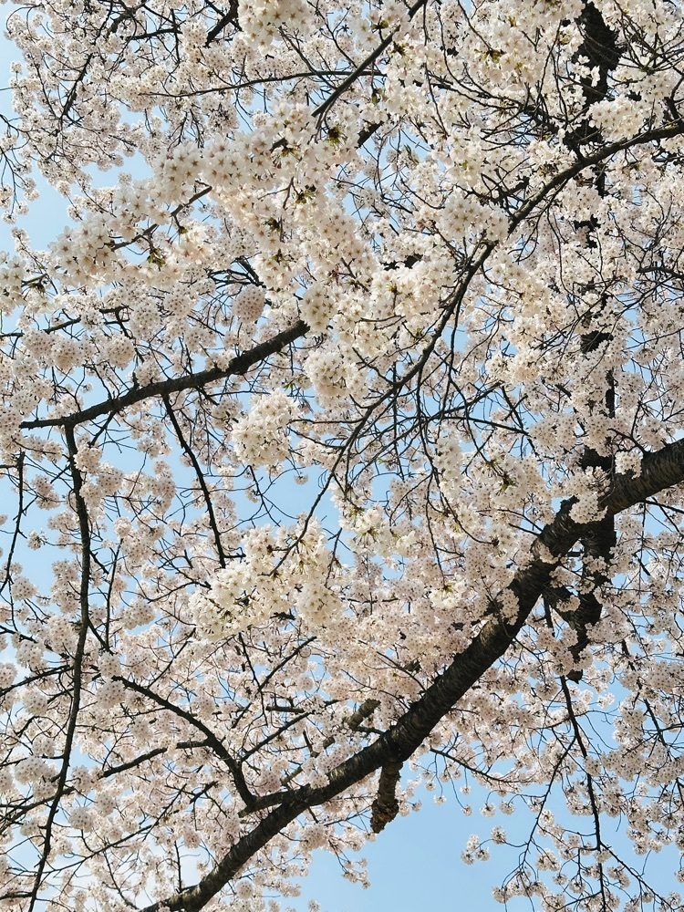 みいちゃんさんが投稿した月岡公園に関する口コミの画像