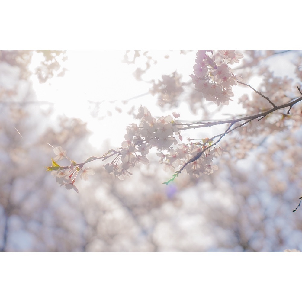 urban_garden_243aさんが投稿したあたご山に関する口コミの画像