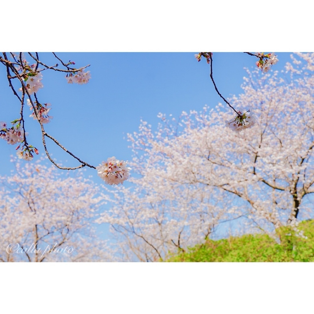urban_garden_243aさんが投稿したあたご山に関する口コミの画像