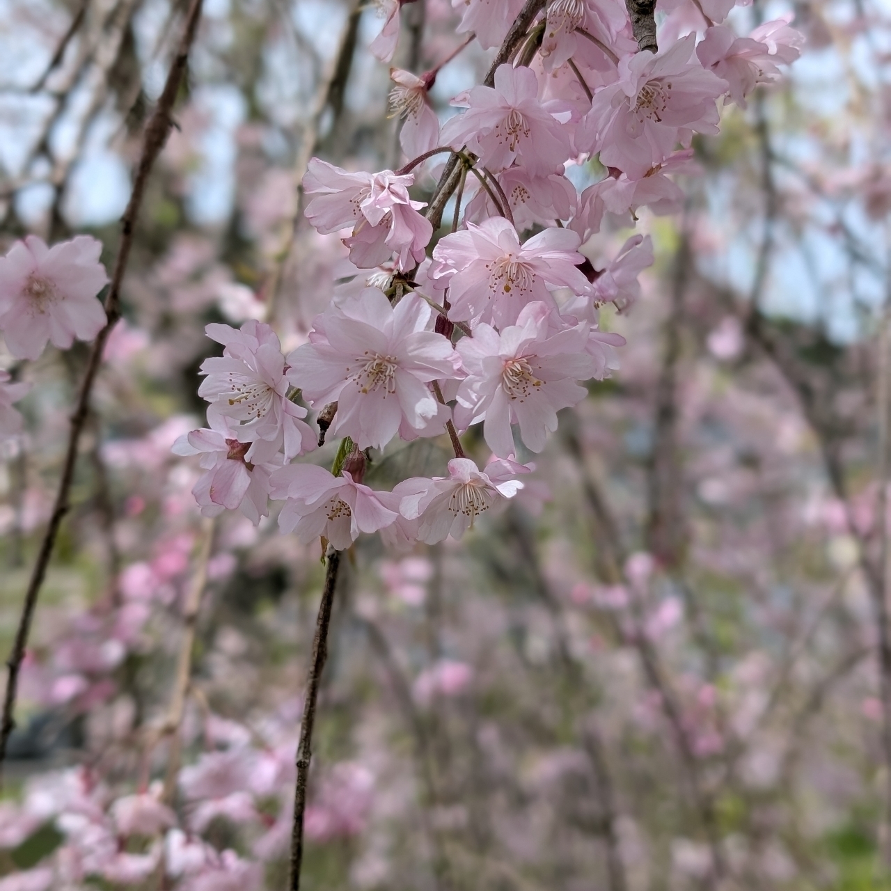 ぬっくさんが投稿したヤマトカントリークラブに関する口コミの画像