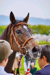 阪神競馬場