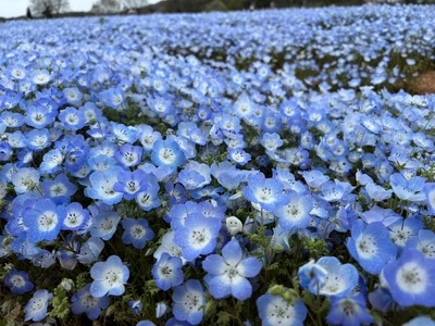 花夢の里