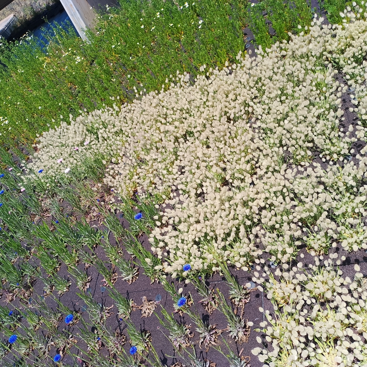 のんびりんこさんが投稿した万博記念公園版チケット-大阪周遊パスに関する口コミの画像