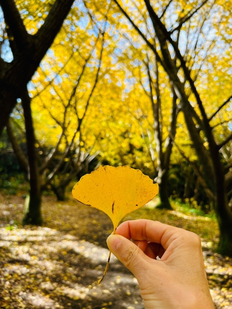 cool_village_20d2さんが投稿した垂水千本イチョウ園に関する口コミの画像