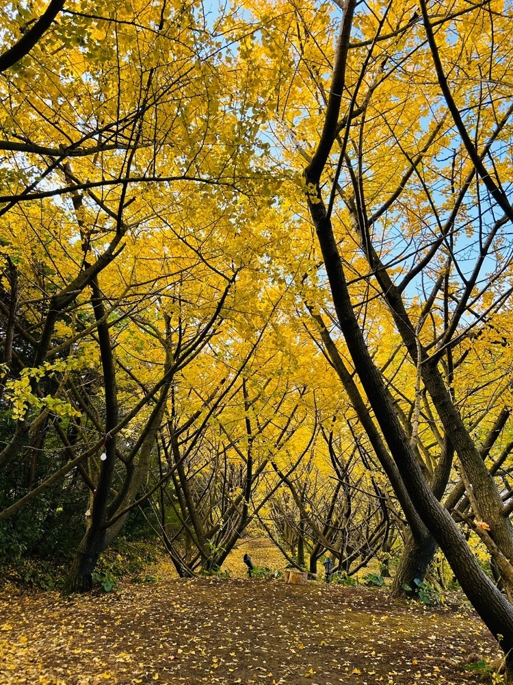 cool_village_20d2さんが投稿した垂水千本イチョウ園に関する口コミの画像