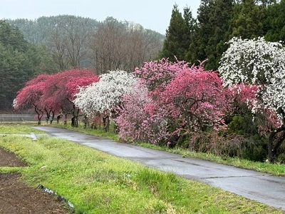 余里（より）の一里花桃