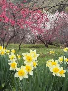 余里（より）の一里花桃