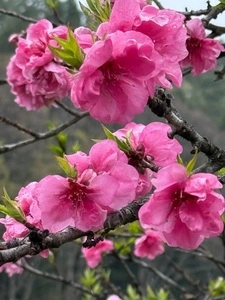 余里（より）の一里花桃