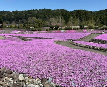花のじゅうたん　芝桜専門庭園 2枚目