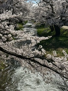観音寺川の桜