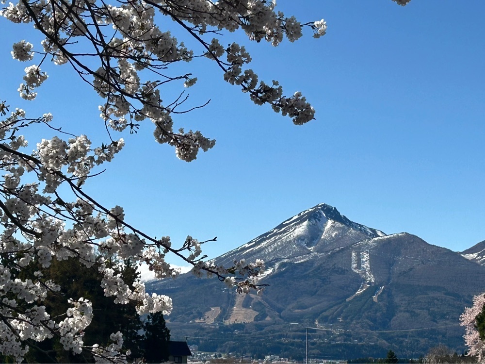 choco mintさんが投稿した観音寺川の桜に関する口コミの画像