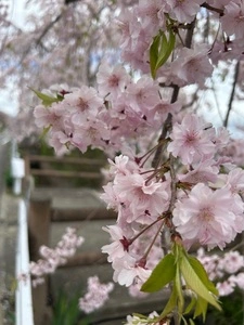 日中線記念自転車歩行者道のしだれ桜並木