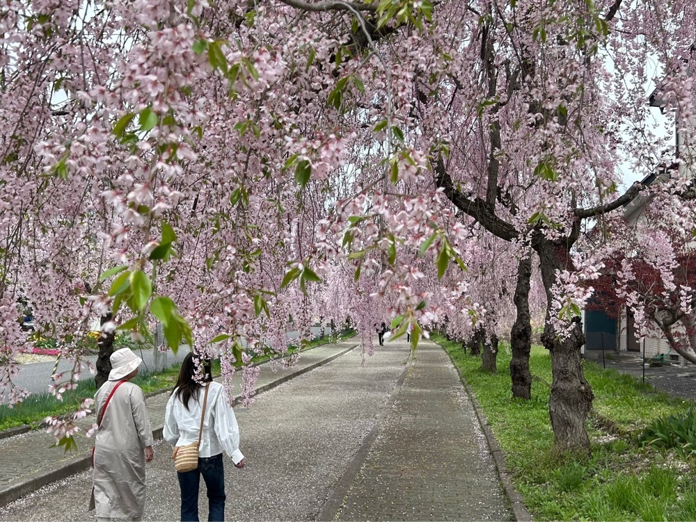 choco mintさんが投稿した日中線記念自転車歩行者道のしだれ桜並木に関する口コミの画像