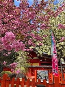 金桜神社の桜