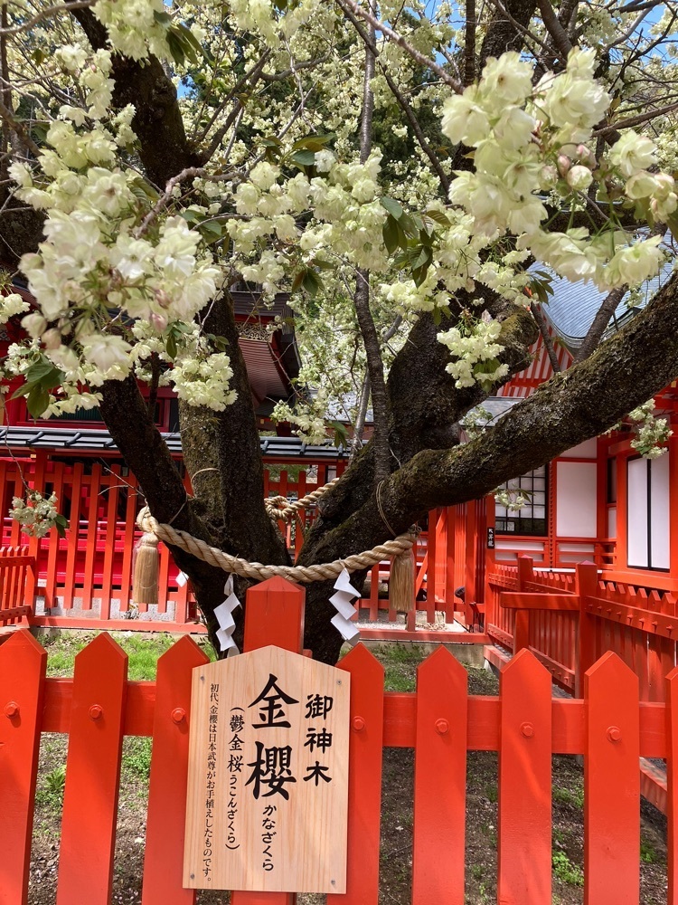 Nさんが投稿した金桜神社の桜に関する口コミの画像